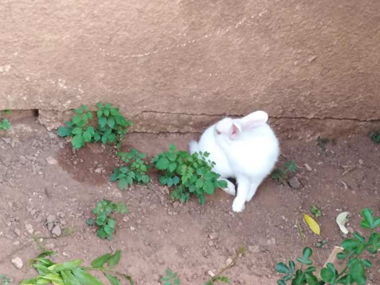 Critters of Southern Turkey – The Tea Chest Blog