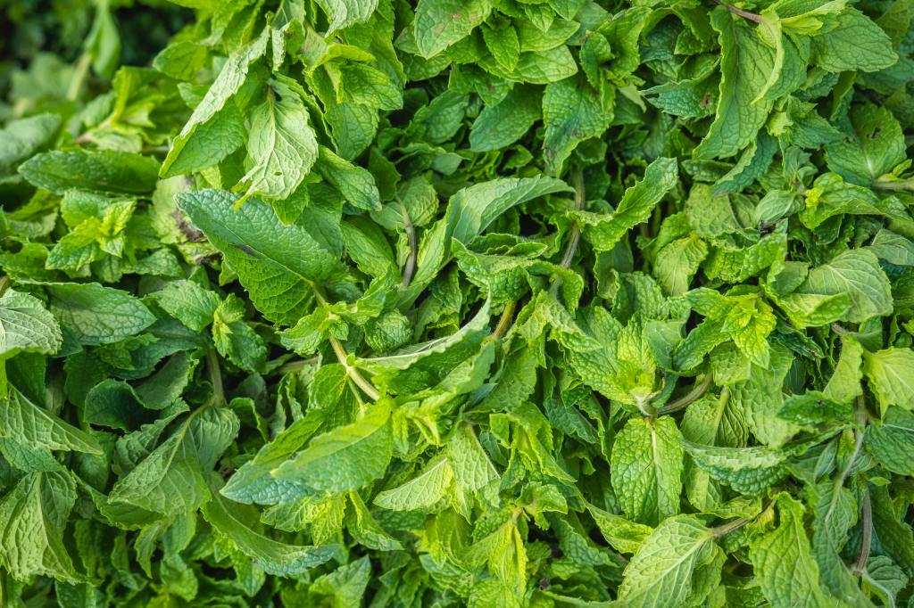Fresh Peppermint Leaves